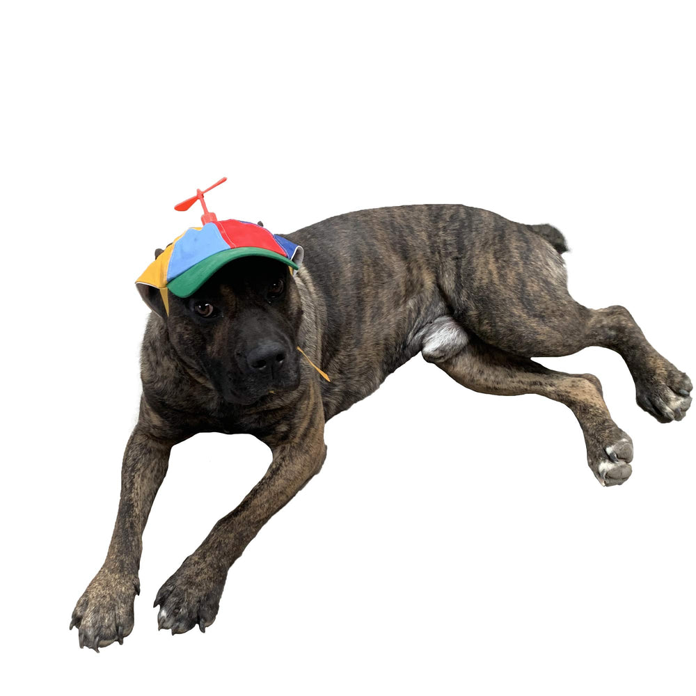 GEANBAYE dog hat with iridescent propeller on a playful pup for travel vibes.