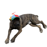 GEANBAYE dog hat with iridescent propeller on a playful pup for travel vibes.