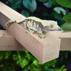 GECKOPIA Reptile Flex Bridge Large - 18-inch length fits larger terrariums and layouts