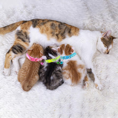 Generic dog collar-leash set buckle close-up illustrating secure closure and reliable fit.