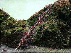 GlasGarten Shrimp Lollies artemia stick: active feeding without muddying the substrate