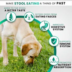 Grateful Pawz No Poo Chews dog chew on hand — easy daily supplement for gut health.