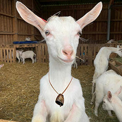 Grazing Copper Bells on a collar demonstrates easy attachment for tracking.