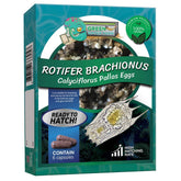 GREEN WATER FARM rotifers eggs in container for natural hatching fry feeding
