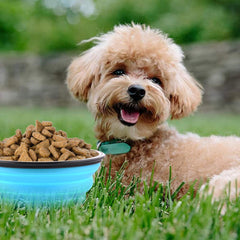 Guardians collapsible bowls with carabiner clip ready to attach to leash or bag.