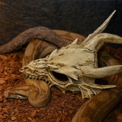 GuoShuang Dragon Skull Decor aquarium scene demonstrates versatile tank decor for aquatic setups.