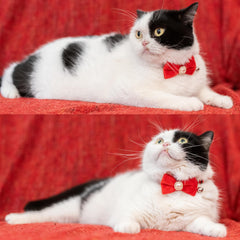 Gyapet Cat Collar bow-pearl image emphasizes elegant faux pearl ornament for festive looks.