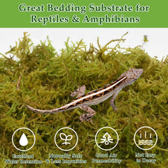 Halatool green moss used for terrarium plants adding natural moisture.