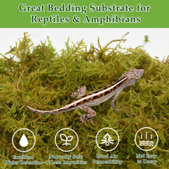 Halatool moss expanded after soak forms plush reptile bedding and moisture layer.
