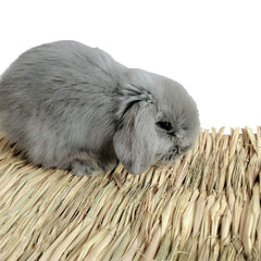 Hamiledyi grass mat pack3 cage-dwelling scene shows safe, gentle chew toy and lounging area.
