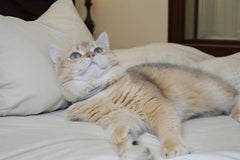 HAMUSN adjustable cat collar blue 6-9in closeup illustrates flexible sizing for a comfortable fit
