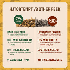 Hatortempt black soldier fly larvae offer protein-rich treat for busy days and vibrant hens.