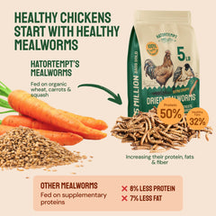 Hatortempt Dried Mealworms served to chickens support energy for winter feeding