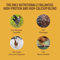 Hatortempt oyster shell grit supports shell strength and digestion in free-range flocks.