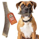Heartland Elk Antlers 7in with dense outer layer for durable chewing sessions.