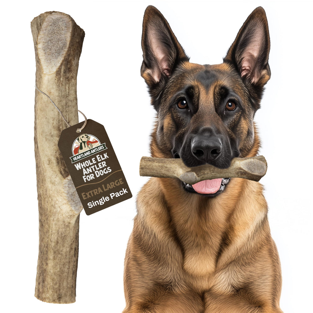Heartland Antlers elk antler whole 8-inch durable chew for aggressive chewers