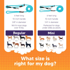 Heather's Heroes Sidekick dog-walk training scene showing reduced pulling potential.