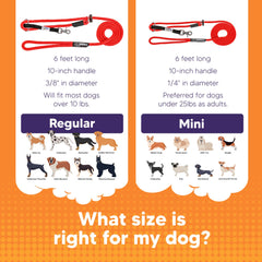 Heather's Heroes Sidekick soft rope shows subtle nose pressure for gentle training.