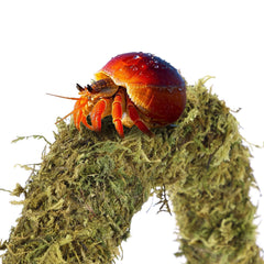 HERCOCCI hermit crab stand plants create vertical interest in tank.