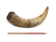 Herders Choice closeup shows the natural air-dried texture of goat horn.