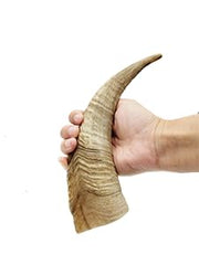 Herders Choice two medium goat horns ready to chew for households with multiple chewers.
