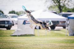 Hero Air 235 pink toss and fetch scene demonstrates lightweight, engaging play