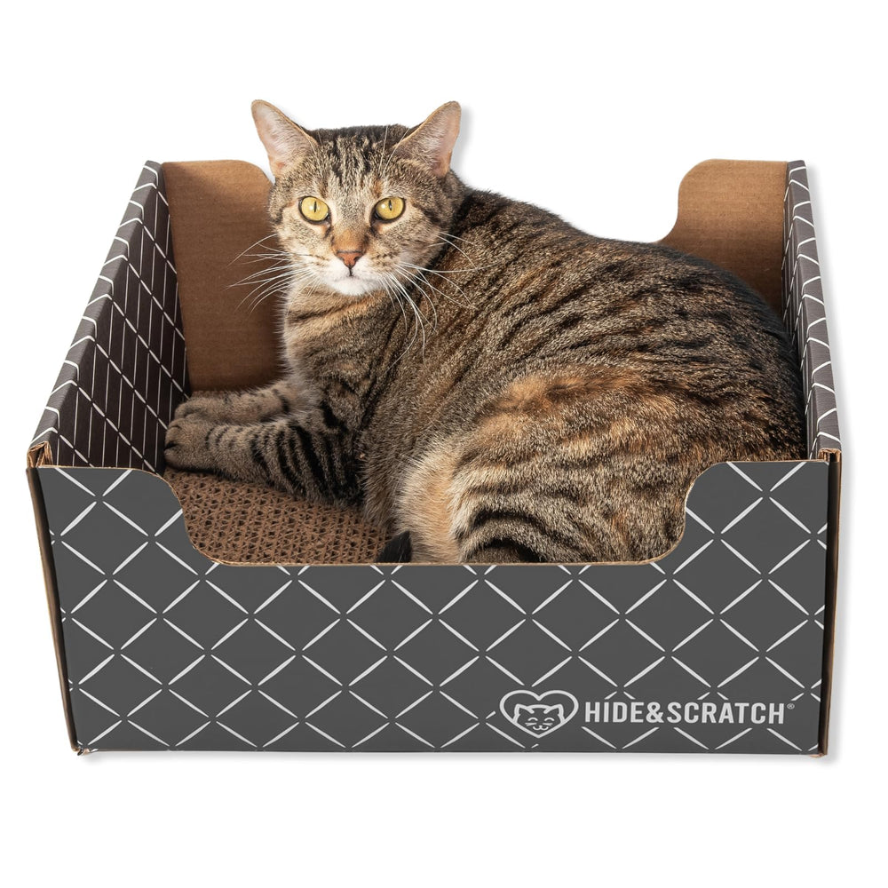 Hide & Scratch top-view shows durable enrichment for daily play.