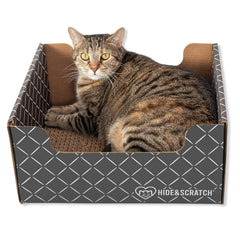 Hide & Scratch top-view shows durable enrichment for daily play.