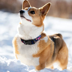 Hikiko Martingale collar pattern closeup shows cute designs for dogs.