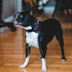 Hikiko quick-release buckle dog collar offers easy emergency removal when needed.