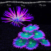 HIKTQIW glowing-anemone-pink adds vibrant glow to your aquarium decor.