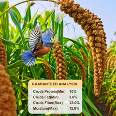 Himscev sun-dried spray millet for parakeets image demonstrates foraging enrichment possibilities during snack time.