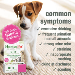 HomeoPet UTI+ mezcla en comida para mayor comodidad.