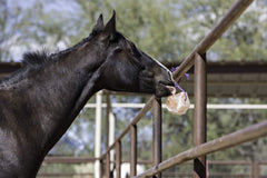 Horsemen's Pride Himalayan salt block on rope in paddock provides electrolyte support.