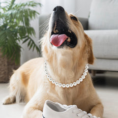 Hosiwei stainless steel wire rope collar for durable daily wear