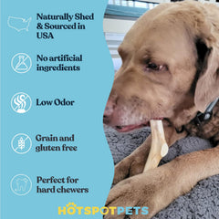 Hotspot Pets large-dog antlers show natural color and dense texture