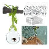 Howaukf jumping spider glass ball habitat offers clear viewing while resting