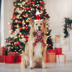 Huhumy Christmas dog costume model-wear image for a festive portrait-ready look.