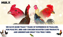 Applying HULX rooster booster to a sick bird highlights potential recovery support.