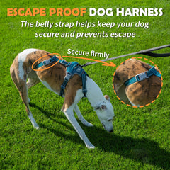Huntboo harness chest strap detail highlights front control for smoother training sessions