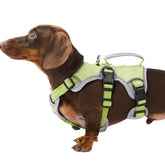 Huntboo escape-proof harness front view with secure fit for daily walks