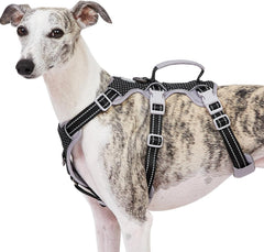 Huntboo Escape Proof Harness fully visible on a dog during an evening walk for enhanced safety.