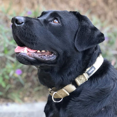 Hyhug martingale collar adjustable 17-25 inches ensures proper fit.