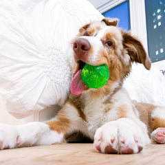 Hyper Pet DuraSqueak ball green squeak closeup highlighting interactive sound during training.