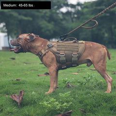 ICEFANG GN3 harness front clip action showing reduced pulling during training
