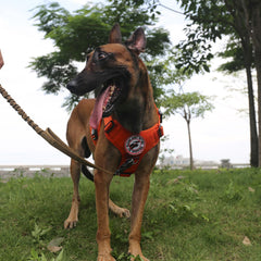 ICEFANG Tactical Dog Harness Large Orange Handle and dual clips aid safe handling