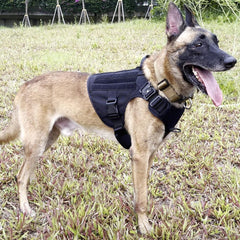 ICEFANG MOLLE panel on the harness side accommodates training gear and patches.