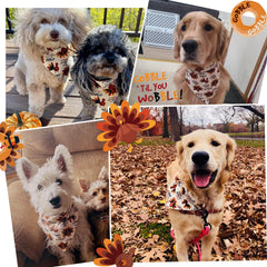 ICEMOOD autumn color bandana wear highlights seasonal style on any leash walk