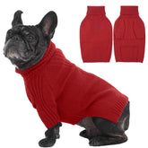 IECOii dog sweater on a Boston Terrier in red provides cozy warmth for winter walks