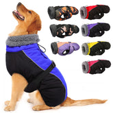 IECOii Extra Warm Dog Coat on a dog provides all-day warmth and snug comfort.